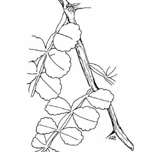 thumbnail for publication: Zanthoxylum fagara Wild Lime